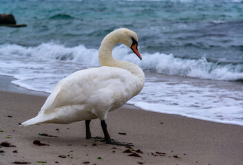 Mute swan Cygnus olor - adult white waterfowl swan resting on the beach of the Black Sea, Ukraine