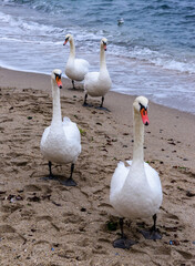 The mute swan Cygnus olor, group of adult white swans resting on sandy shore of Black Sea