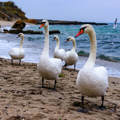 The mute swan Cygnus olor, group of adult white swans resting on sandy shore of Black Sea