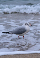 Black-headed Gull Larus ridibundus - birds rest on the shore and walk on the sand on the sandy beach of Odessa, Black Sea