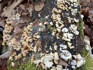 Background with old poisonous tree mushrooms on an old moss-covered rotten stump. Natural backgrounds and textures.
