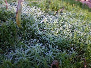 First winter cold white frost on green forest moss. Natural forest background in winter. The onset of winter cold.