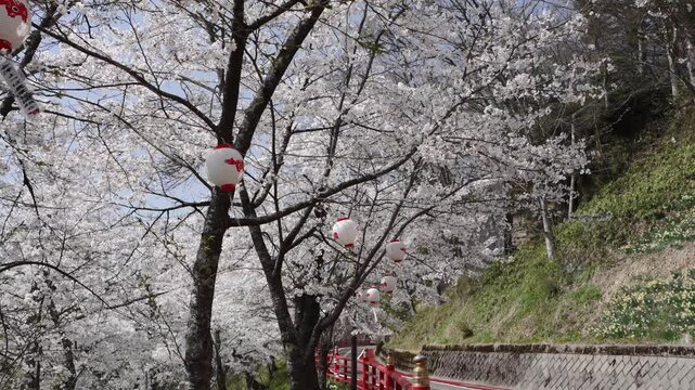 福島県　柳津桜