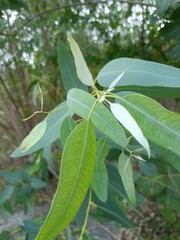 Lemon Ironbark Tree in Natural Setting