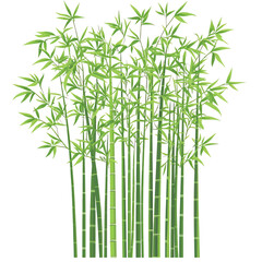 Fototapeta premium flat A dense thicket of bamboo swaying in the wind. vector