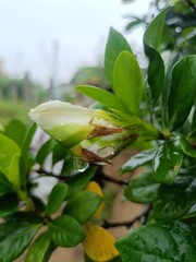 Faded Cape Jasmine Flower with Soft Petals