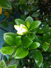 Close-Up of Cape Jasmine Flower Blooming