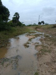 Rainfall in a Village Forest.