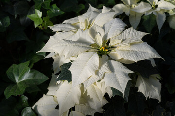 white poinsettia in soft tender light