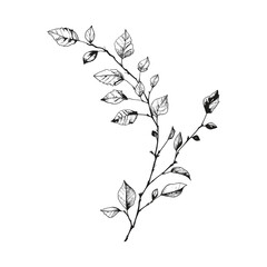 Elegant Silhouette Of A Black And White leaves Vector Illustration