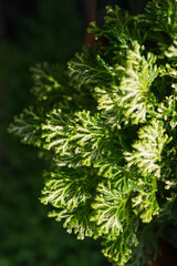 close-up of Selaginella kraussiana or frosty fern