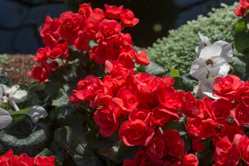 red begonias