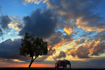 Wild elephant grazing