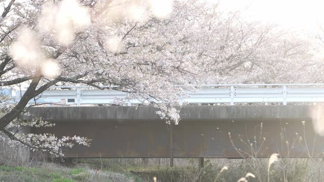 福島県　笹原川千本桜