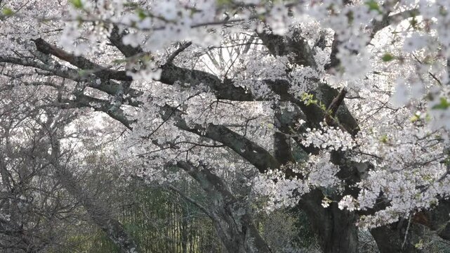 福島県　笹原川千本桜