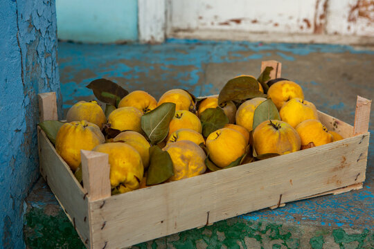 A crate full of quinces fresh from the garden. Healthy organic fruit.