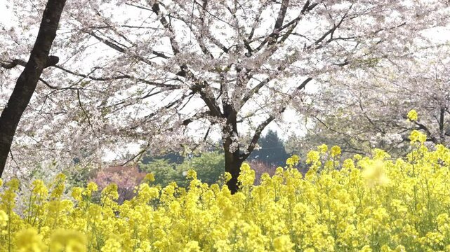 群馬県　赤城南面千本桜