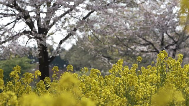 群馬県　赤城南面千本桜