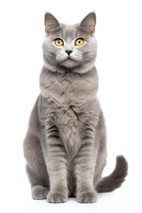 A cat sitting on white background looking at the camera.