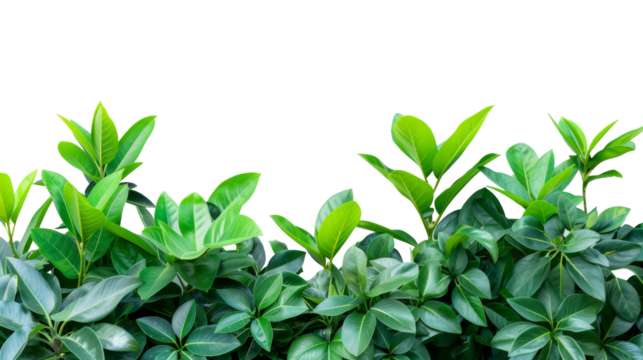 African businessman's hand shaking white businessman's hand, isolated, png, transparent, clipart, transparent background, cutout, cut-out