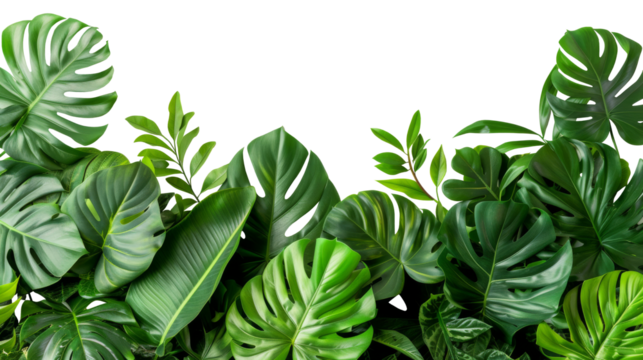 Green leaves of tropical plants bush (Monstera, palm, rubber plant, pine, bird s nest fern) floral arrangement indoors garden nature backdrop isolated on white background thailand, clipping path.