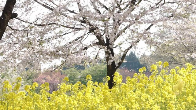 群馬県　赤城南面千本桜
