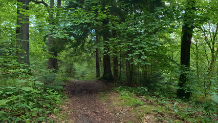 Mysterious woodland scenery with empty forest trail among old lush trees covered with fresh green foliage at cloudy summer day. With no people serene landscape.