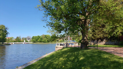 Lush green deciduous tree on fresh grass lawn and empty pedestrian promenade on embankment of Upper Lake - artificial city pond at sunny spring day. With no people modern urban environment landscape.