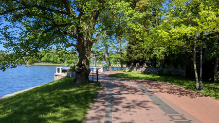 Lush green tree on fresh grass lawn and empty pedestrian walkway on embankment of Upper Lake - artificial city pond at sunny summer day. With no people modern urban environment landscape.