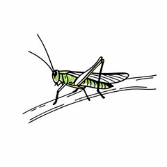 grasshopper