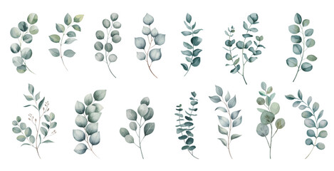 Eucalyptus watercolor leaf branche. Set watercolor herbal elements isolated on white background. © Joydeb