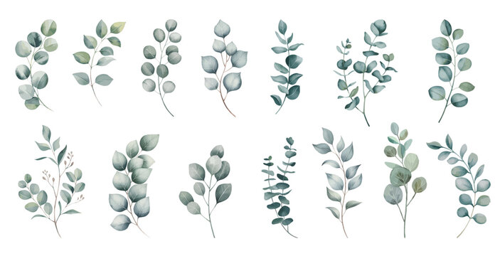 Eucalyptus watercolor leaf branche. Set watercolor herbal elements isolated on white background.