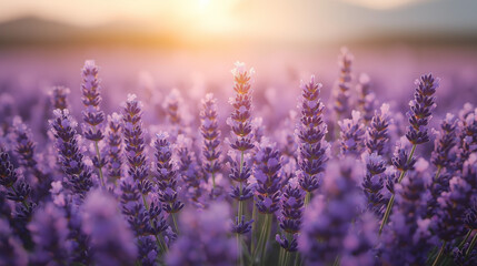 Naklejka premium Fragrant Blossoms – Lavender Field Swaying in the Gentle Summer Breeze