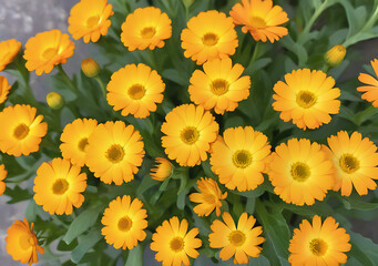 Calendula Officinalis Is A Small, Delicate Flower With Vibrant Yellow Petals Often Used In Skincare Products And As A Natural Dye.