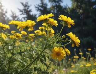 Sunlit tansy blossoms, fluffy yellow blooms, round petals , bloom, golden, tansy