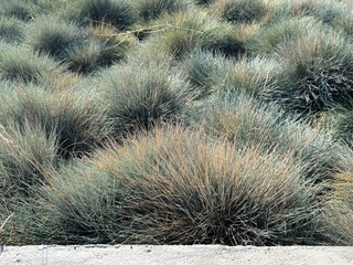Festuca glauca blue oat grass garden decoration. Autumn colors of Blue Fescue spiky leaves. Powder blue grass background. Ornamental grass 'Elijah Blue' - soft festuca ovina, ball fescue. Close-up.
