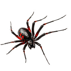 Black widow spider
