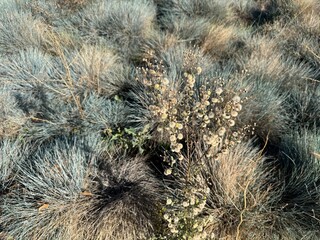 Erigeron bonariensis white fluffy flowers. Butterweed, Conyza canadensis, Canadian horsetail, flax-leaf fleabane, wavy-leaf, Argentine fleabane, hairy horseweed, asthma weed and hairy fleabane.