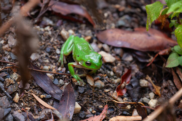 Korallenfinger-Laubfrosch im subtropischem Regenwald in Australien, Ostküste NSW. 