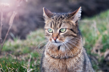 brown cat with big green eyes in the garden in sunny weather