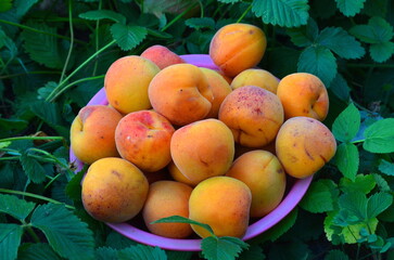 
Delicious ripe apricots collected in a bowl.