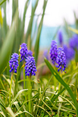 blue muscari flowers in the garden among green grass