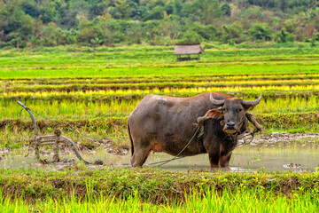 Rice farm and plantation, Luang Prabang, Laos. Agricultural tourism and travel