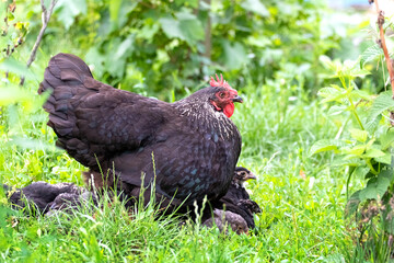 The black hen with small chicks is in the garden amidst the green grass