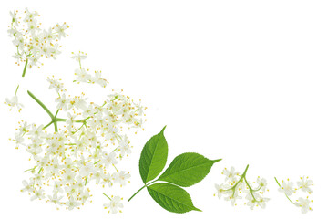 Elderberry flower or Sambucus nigra isolated on a white background with copy space for your text....