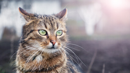 brown cat with big green eyes in the garden in sunny weather