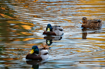 Drei Stockenten in sanften Wellen auf dem Wasser