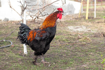 beautiful thoroughbred rooster with black and brown feathers in a spring garden