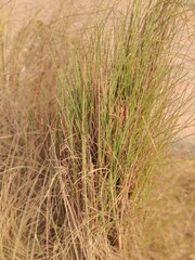Fototapeta premium grass in the wild, closeup of photo,