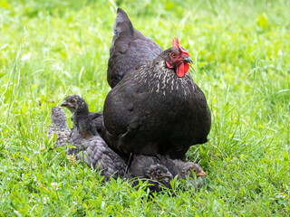 The black hen with small chicks is in the garden amidst the green grass